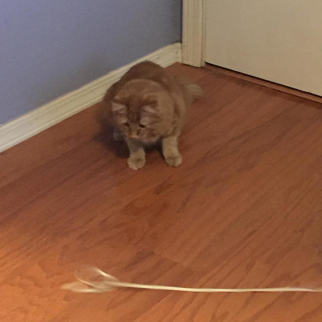 Teddi