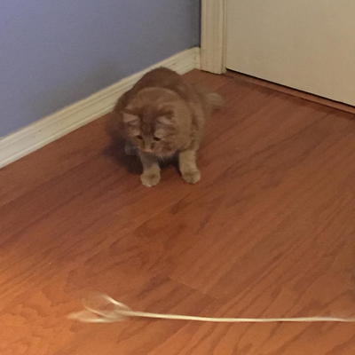 Teddi