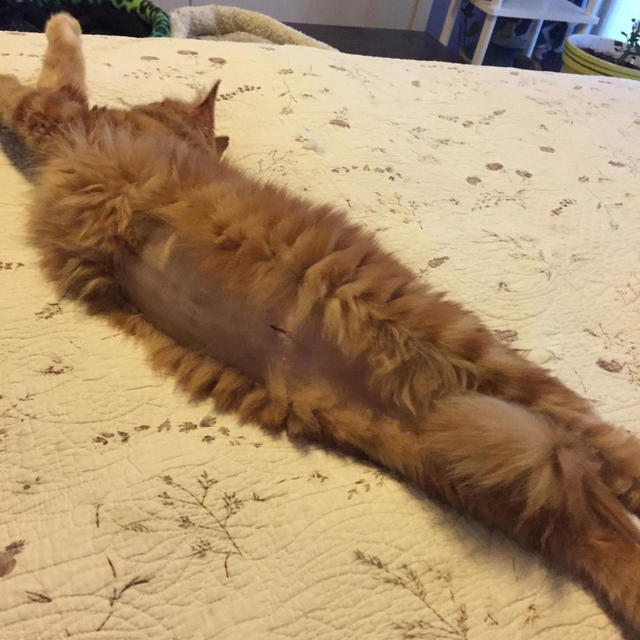 Teddi