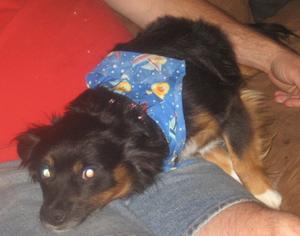 Sparky 006