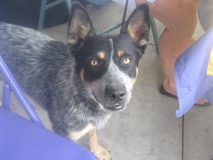 Shadow - Adopted!