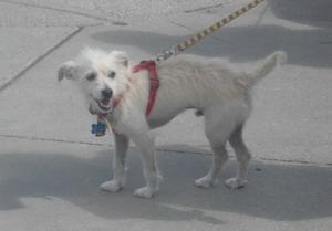 Roopert - Adopted!
