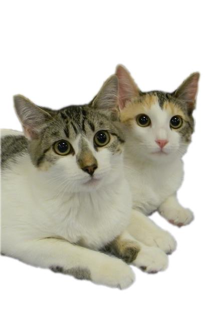 Scusi and Cara Mia--Adopted!!