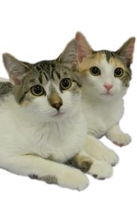 Scusi and Cara Mia--Adopted!!