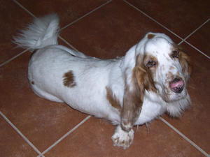 Duke 002