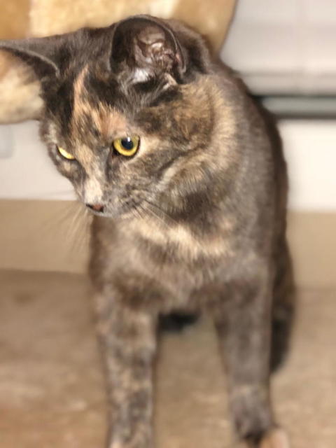 Twyla