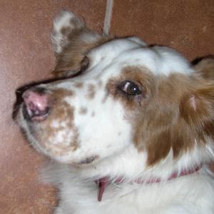 Duke 003