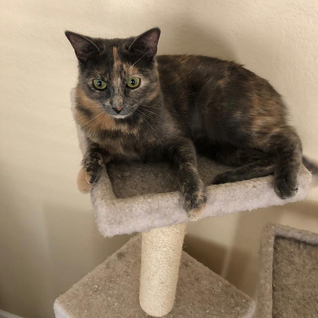 Twyla