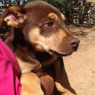 Sampson