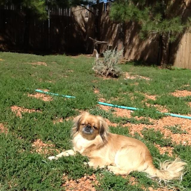 Jenny
