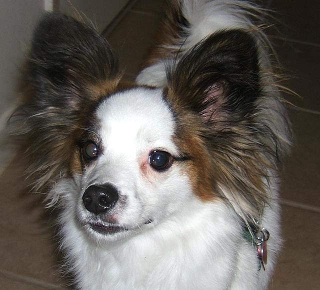 Nicholas - Adopted!