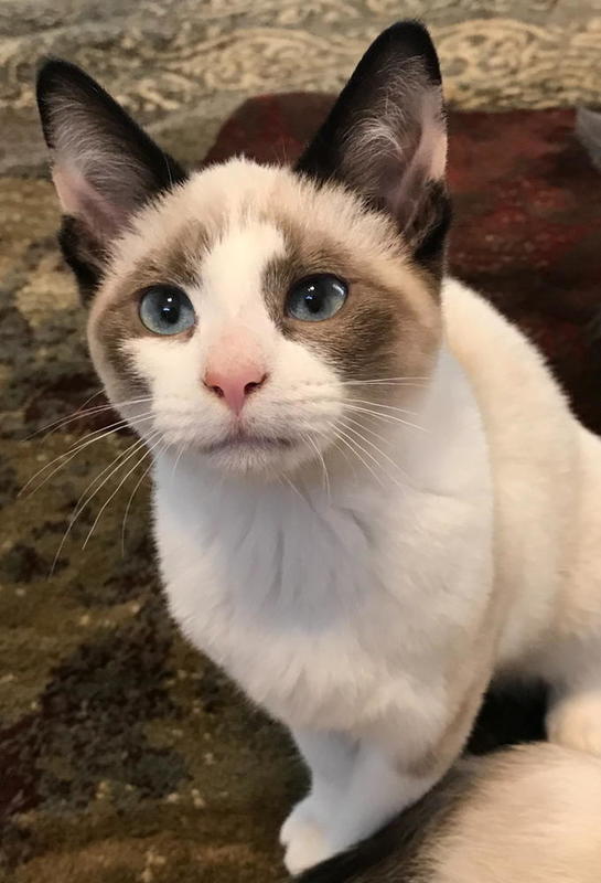 Opal