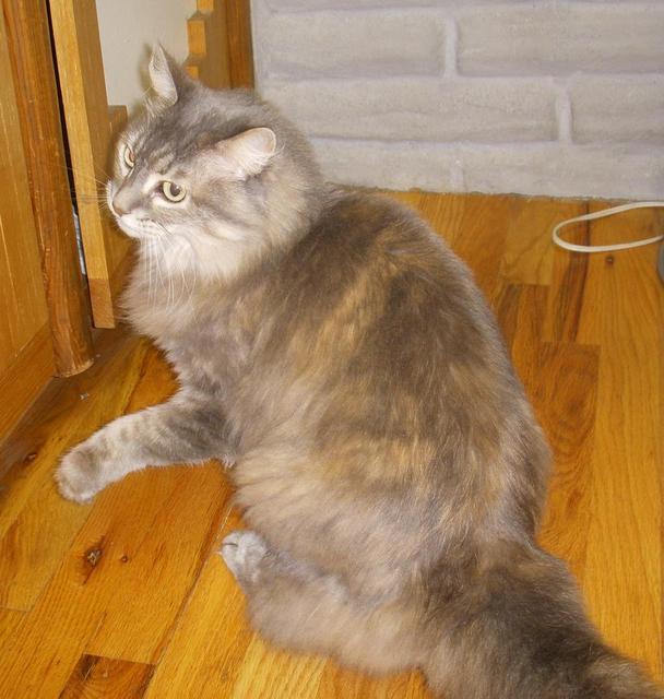 Zoey--adopted!