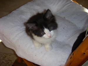 Maurice_3--adopted!