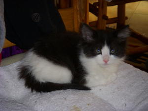 Maurice--Adopted!!