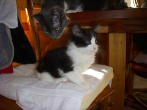 Maurice_1--Adopted!