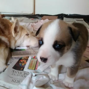 Luna as a Puppy With Her Mom, Juneau