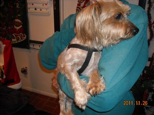 YorkieDSCN0541