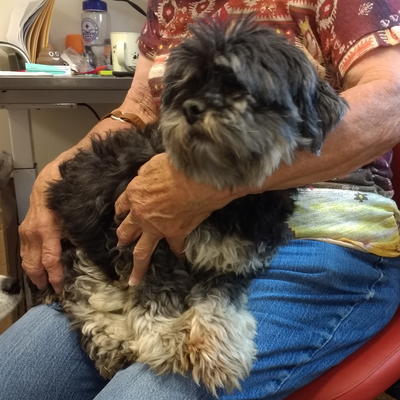 Sealy, On Her Foster Mom's Lap