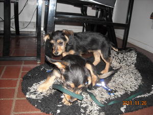DachPooDSCN0536