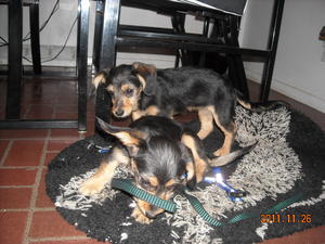 DachPooDSCN0536