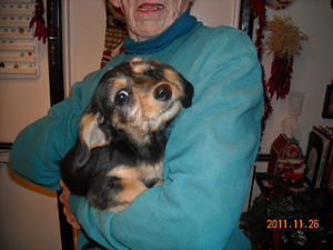 DachPooDSCN0538