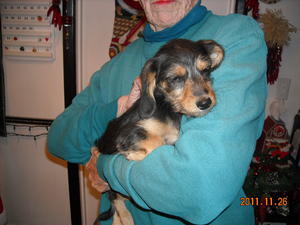 DachPooDSCN0539