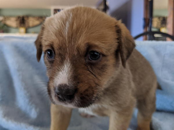 Butkus