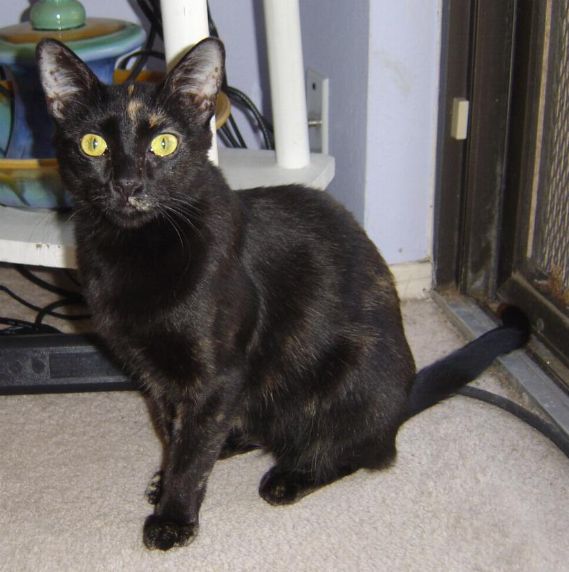 LaTinta--Adopted!!