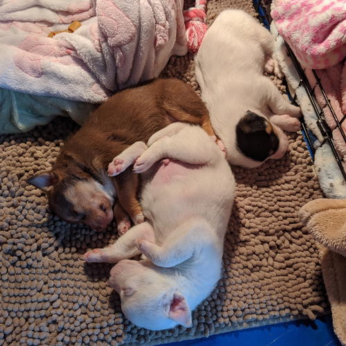 Cartman, Bootsie, and Marvin