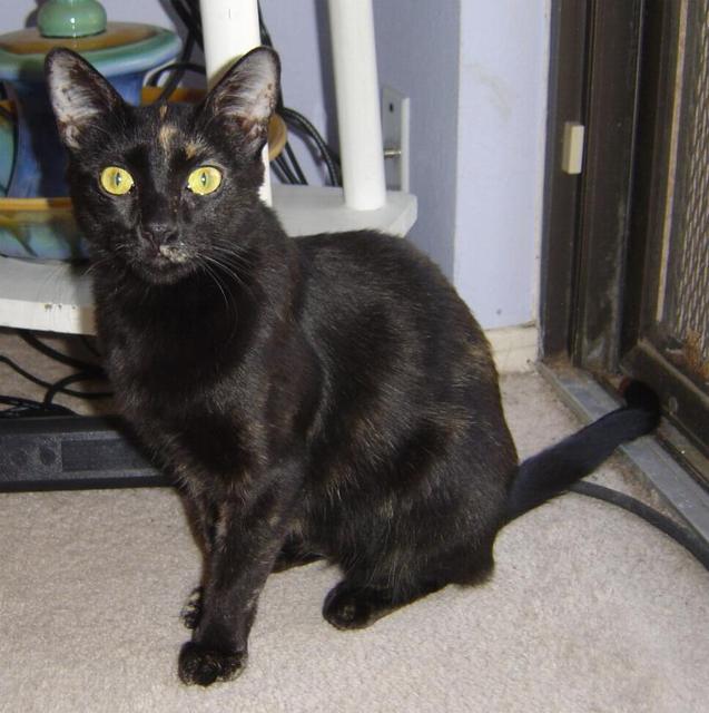 LaTinta--Adopted!!