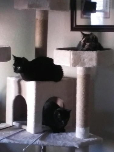 Binx, Harley, and Cappuccino