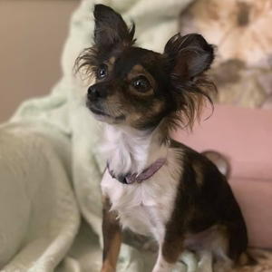 Lacey - Adopted