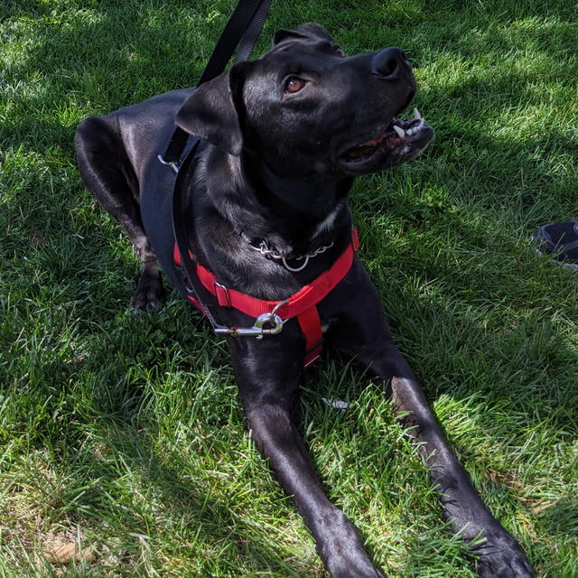 Tucker