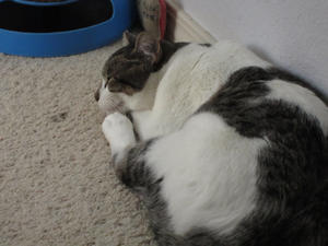 ScusiSleeping