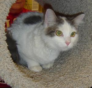 Tabitha--Adopted!!