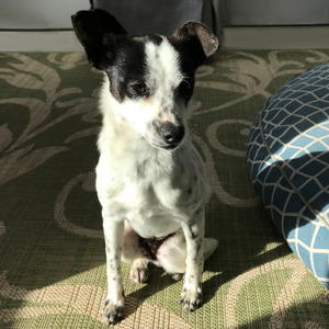 Lola - Adopted