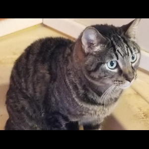 Joey - Adopted