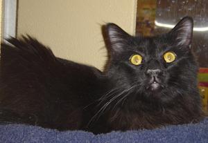 Onyx--Adopted!!