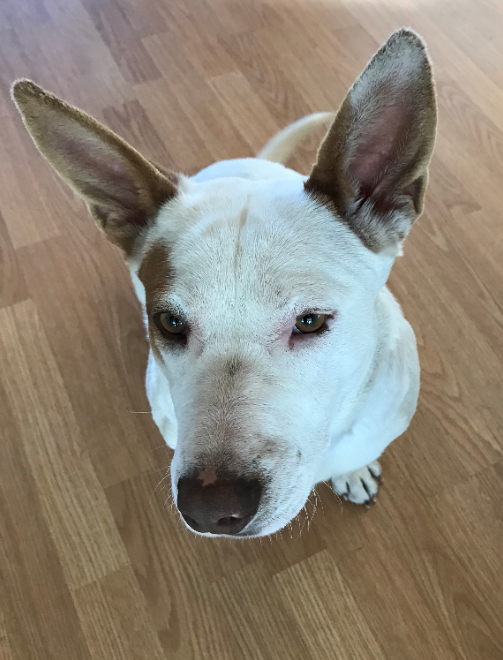 Cinnamon