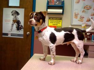 Nicky - Adopted!
