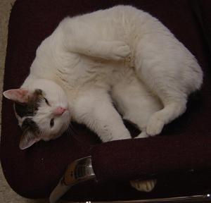 Starshine--Adopted!!