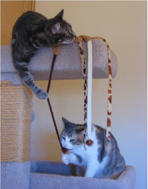 Cosette and Mamacita--Adopted!!