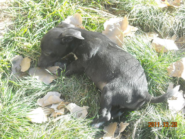 PuppyDSCN0574