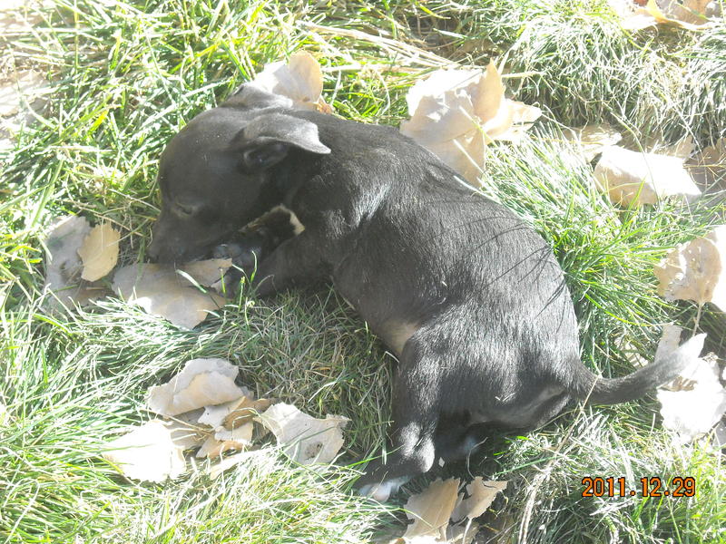 PuppyDSCN0574