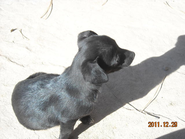 PuppyDSCN0575