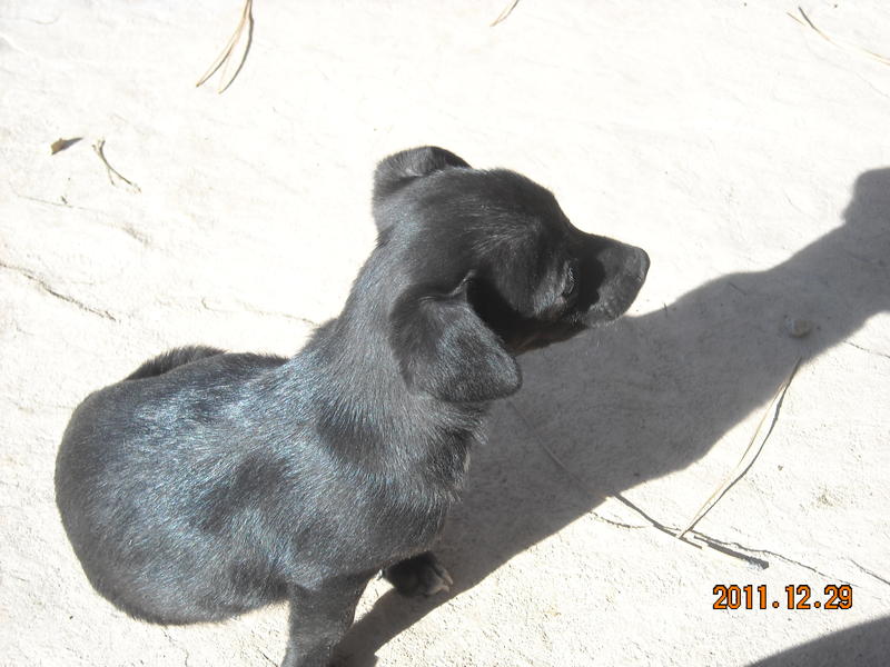 PuppyDSCN0575