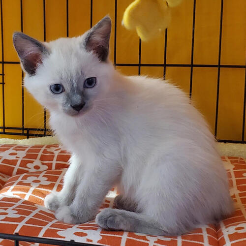 Freya (younger)