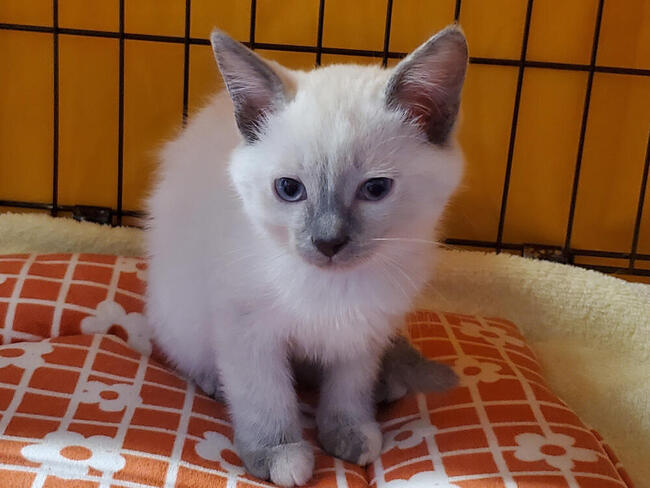 Freya (younger)