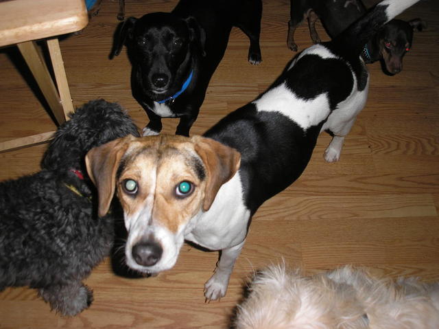 Doggies 007